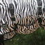 4horses Zebra Effekt II maveklap