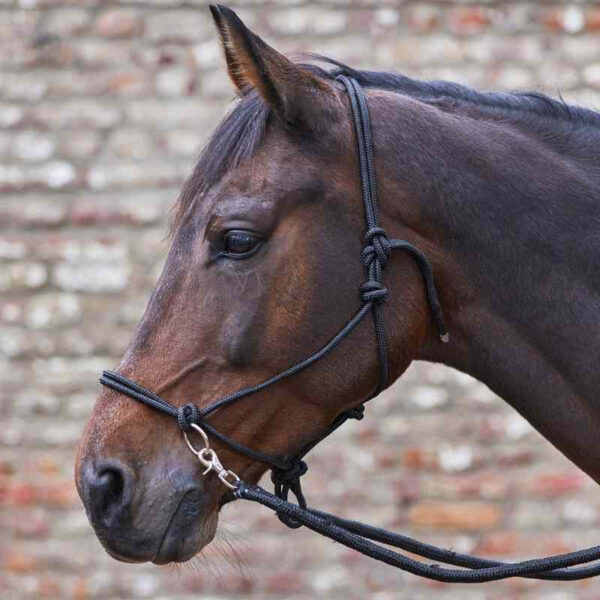 Waldhausen rebgrime med tøjle